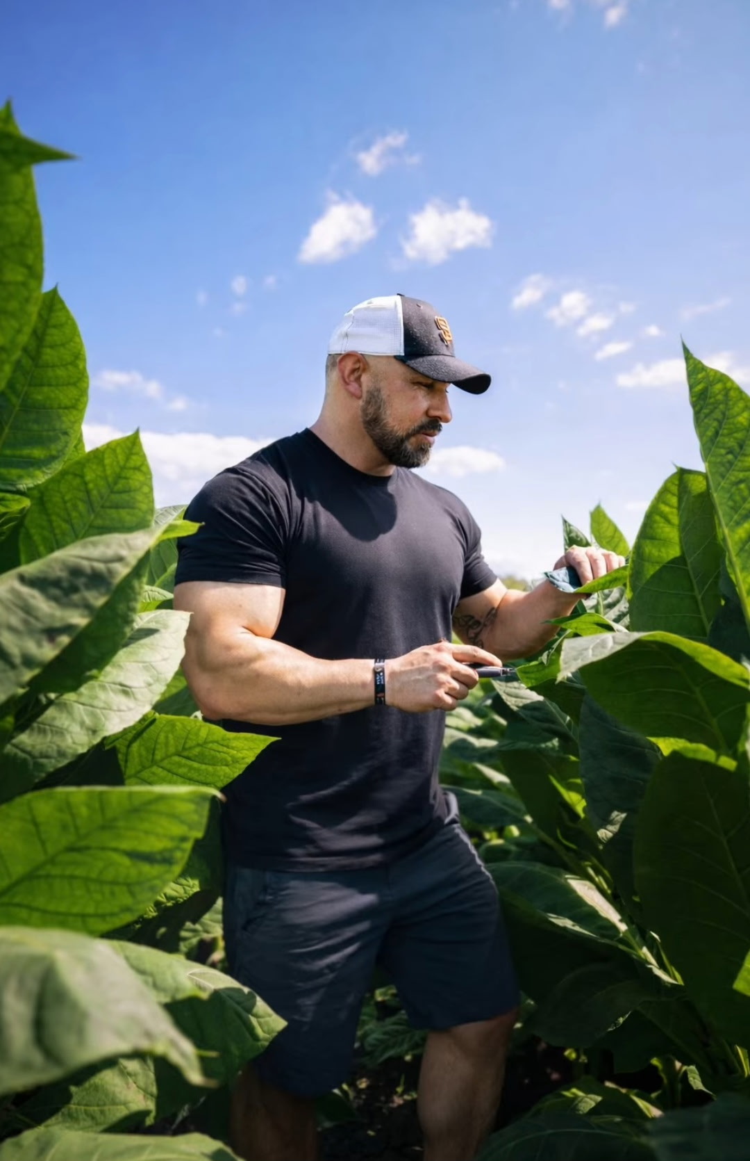 NOE FDZ in tobacco field